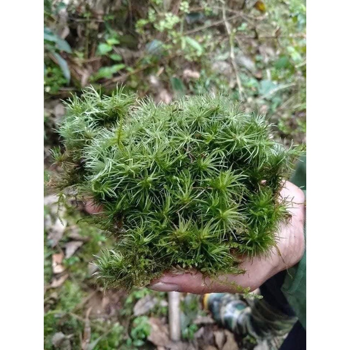 Rêu cỏ mây làm terrarium