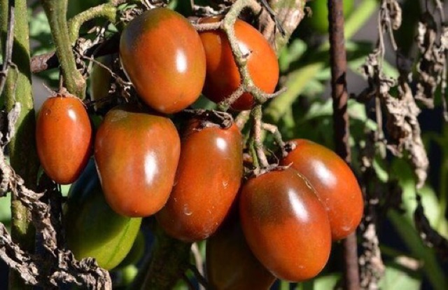 Hạt giống cà chua socola plum