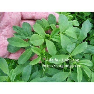 Hạt giống cỏ Alfalfa