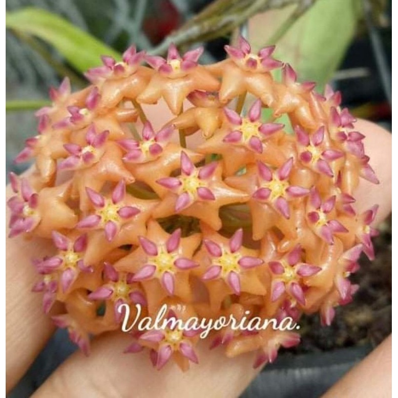 Cẩm cù Hoya Valmayoriana