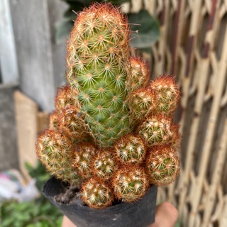 XƯƠNG RỒNG TRỤ THIÊN BỤI NHẢY NHIỀU CON