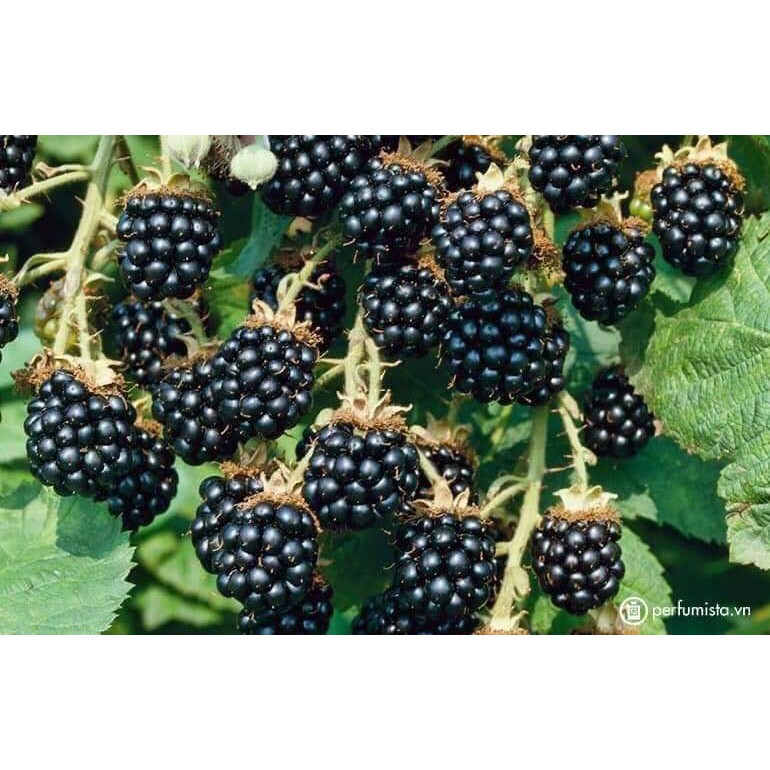 Chậu cây giống trái mâm xôi Đen - Phúc Bồn Tử (BlackBerry)