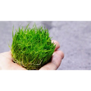 NGƯU MAO CHIÊN LÙN XOÈ - CÂY THỦY SINH CẮM NỀN TIỀN CẢNH SIÊU ĐẸP