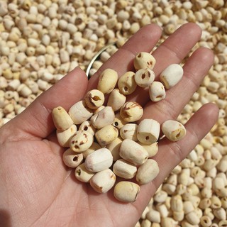 Hạt sen huế sấy khô loại 1 túi 100gram