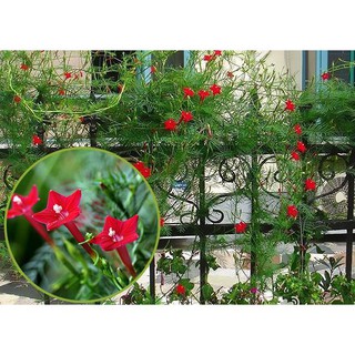 Hạt Giống Hoa Tóc Tiên Mix