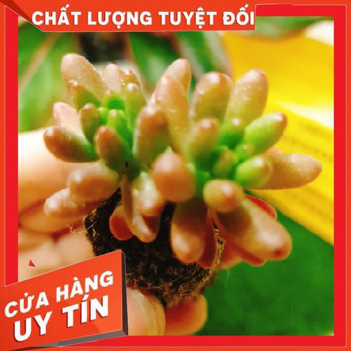 Sen đá thạch ngọc đỏ size mini ❌ FREE SHIP ❌ Xuất xứ Đà Lạt, đã thuần khí hậu