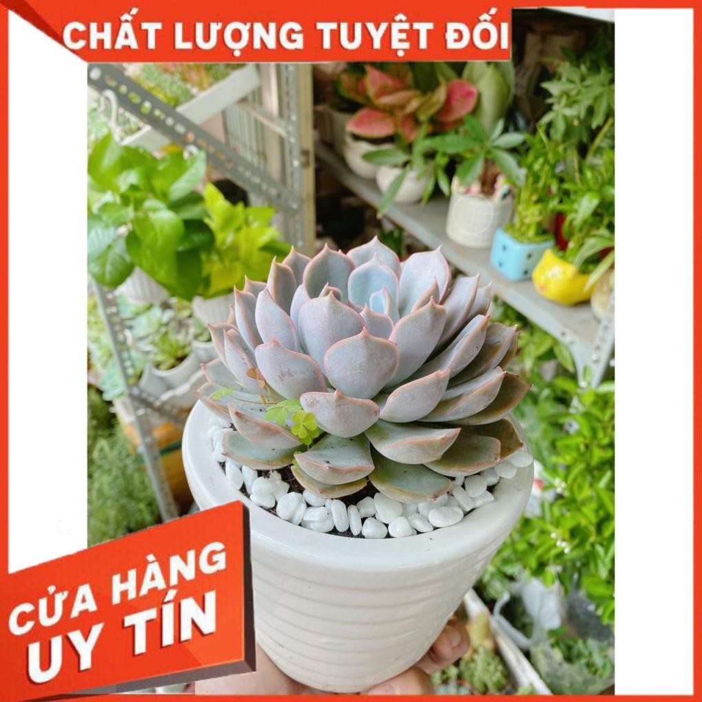 Chậu Sen Đá Tím Cánh Cứng Nhiều Người Mua