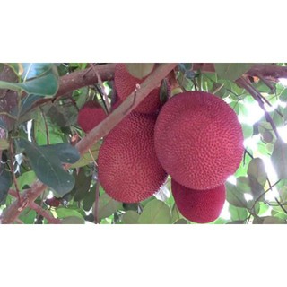 Cây cây mít da đỏ thái lan. trồng một năm có trái - cây giống nhập khẩu - cây giống nhập khẩu