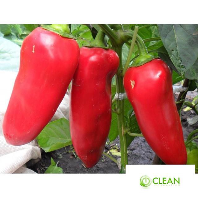 ⚡️ GÓI 50 HẠT ỚT SỪNG BÒ F1⚡️ SIÊU TO SIÊU KHỔNG LỒ