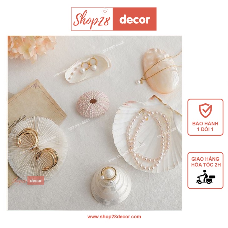 Vỏ sò ốc chụp ảnh mỹ phẩm, chụp ảnh sản phẩm - Shop28Decor.com