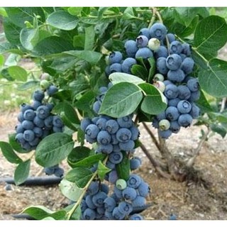 Hạt giống Việt quất