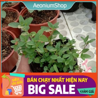Cây Kinh Giới Oregano Chậu Lớn ❣️