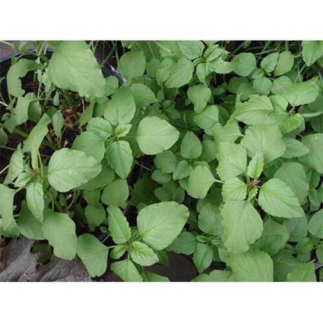 Hạt giống rau dền, dền tía, dền gai, dền cơm
