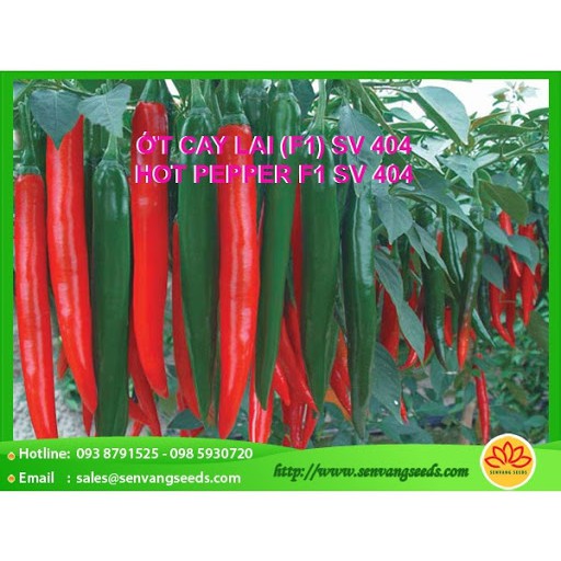 Hạt giống Ớt Cay Lai F1