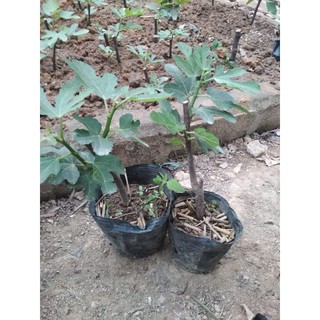 2 Cây sung mỹ 1 năm tuổi