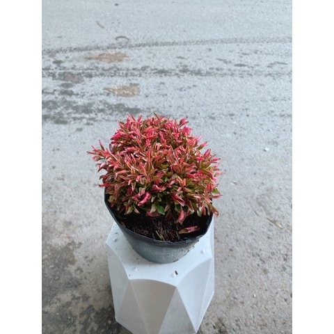 Cây Dền Đỏ, Cây Diệu Kỷ Đỏ, Dền Kiểng, Cau Kỷ Trang Trí Sân Vườn