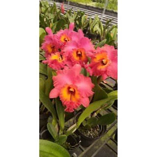Cattleya tướng quân- chậu trưởng thành