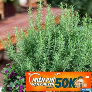 30 Hạt giống Hương Thảo LuckyseadTG