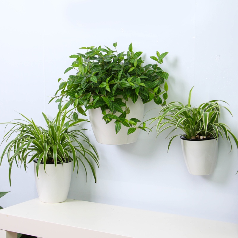 Chậu trồng cây thông minh treo tường Oliz K0. Thiết kế 2 lớp, có khả năng tự tưới nước cho cây