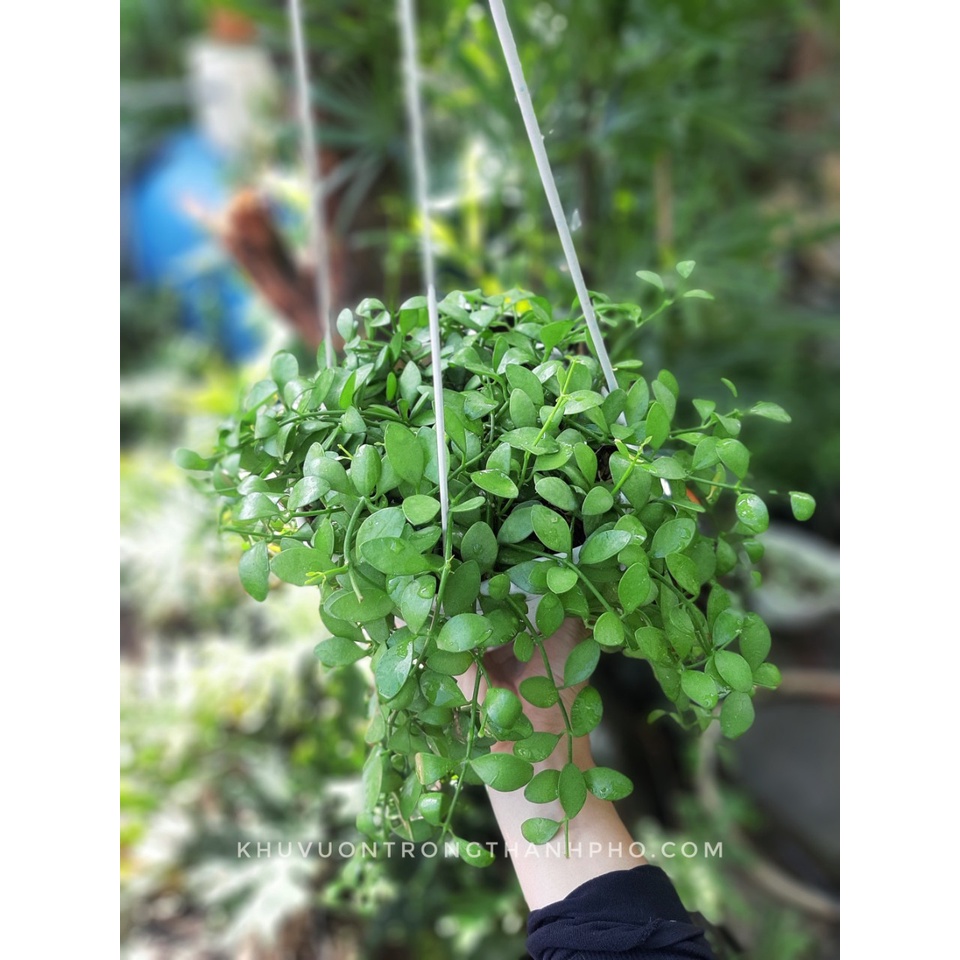 Cây lan hạt dưa chậu treo -cây treo ban công đẹp mắt