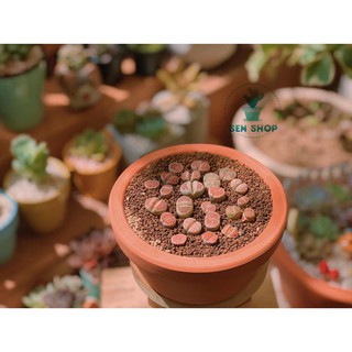 Hạt akadama, đất nền, đất nhật .( 0.5 kg ).