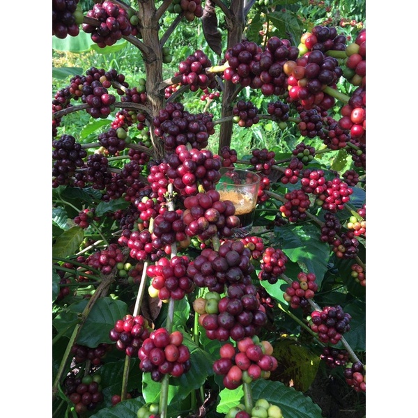 (Siêu Vocher) Cà phê Robusta vụ mùa mới - Rang mộc đậm đà chuẩn vị pha phin pha máy | BigBuy360 - bigbuy360.vn