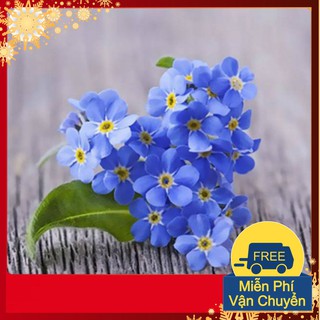 Hạt Giống Hoa Lưu Ly