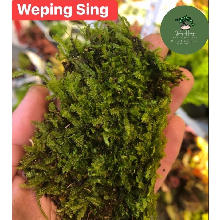 Rêu Wepping Sing