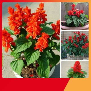Hạt Giống Hoa Xác Pháo Đỏ