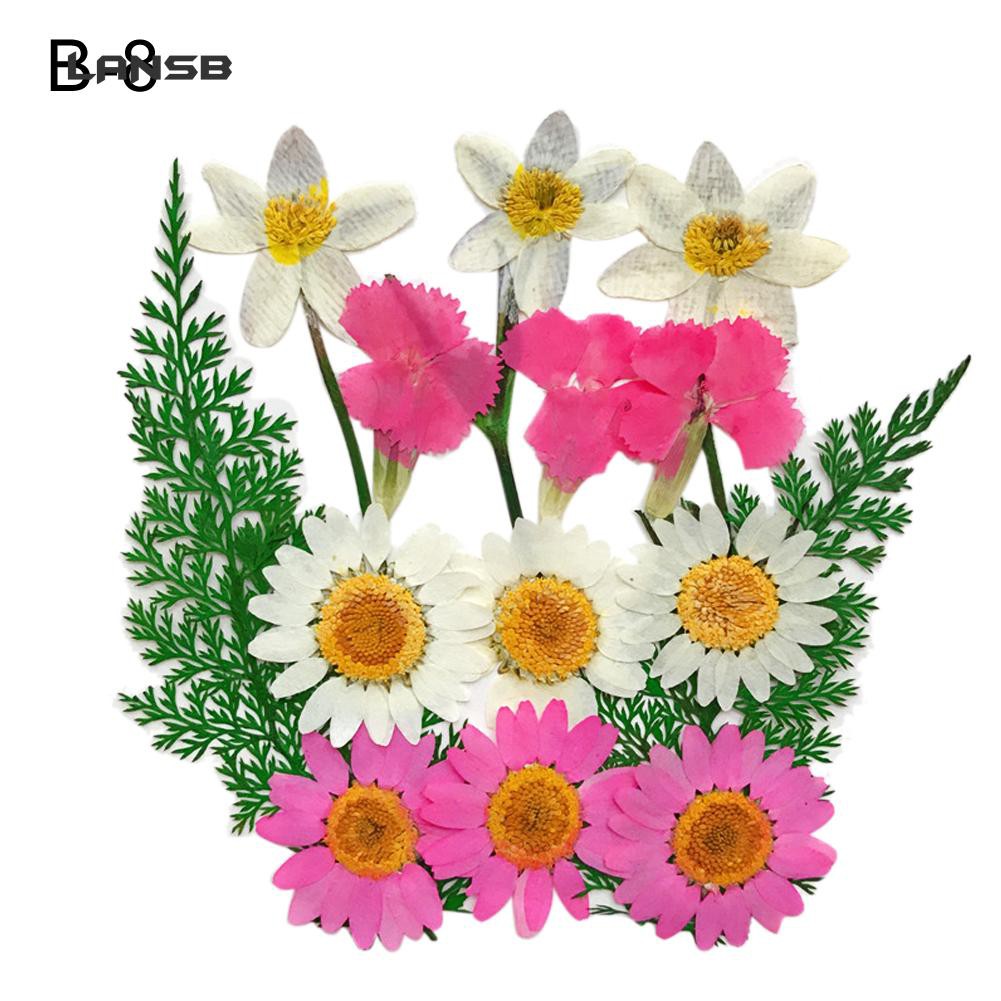 Hoa khô ép hỗn hợp dùng cho trang trí album DIY