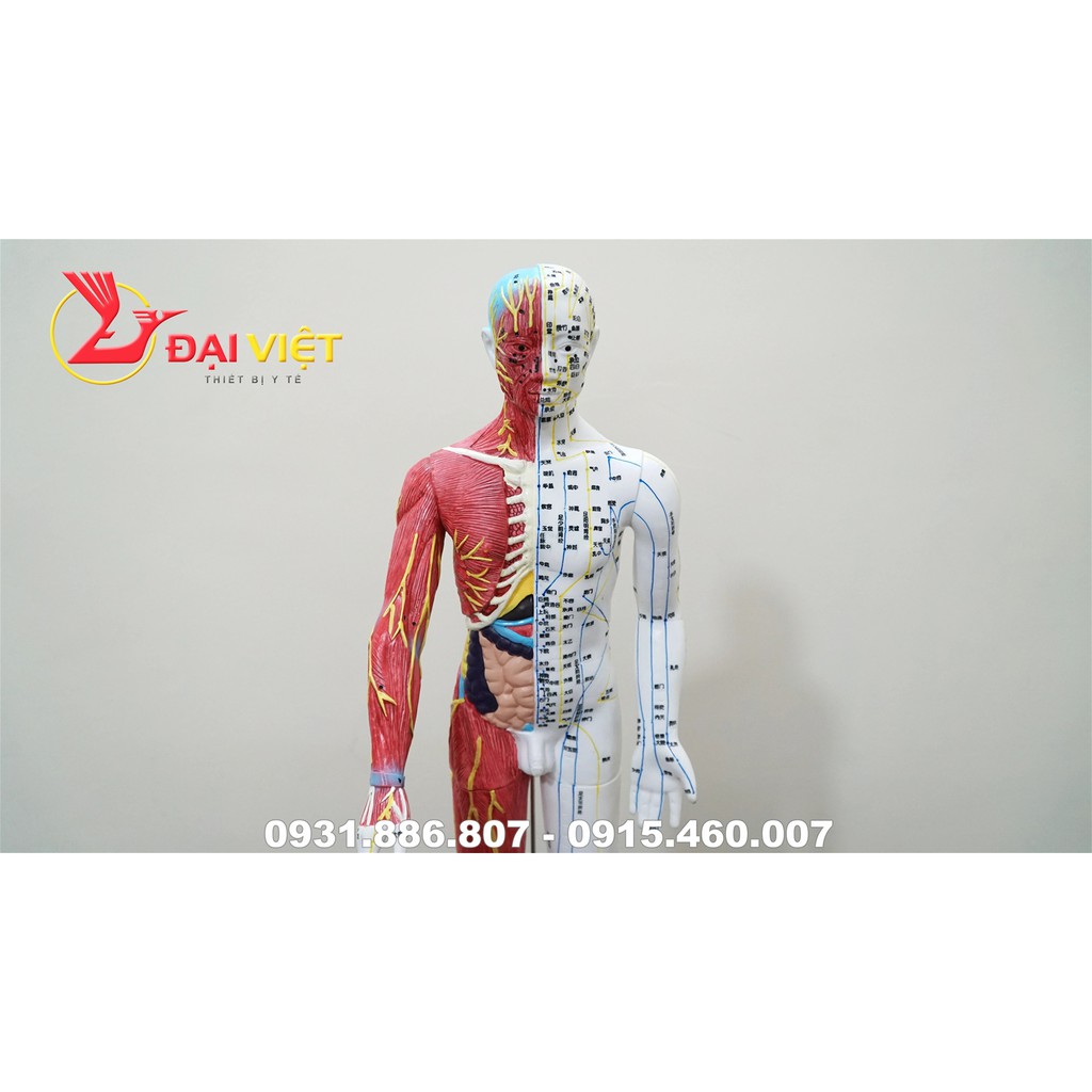 Mô hình huyệt vị cơ thể người kèm bóc tách các lớp mô dưới da