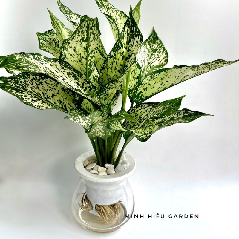 Cây Ngọc Ngân Thủy Sinh