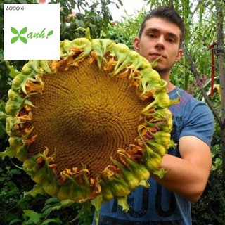 [ HẠT GIỐNG HOA ] HƯỚNG DƯƠNG KHỔNG LỒ F1