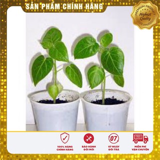 Hạt giống cà chua thân gỗ(4 hạt)