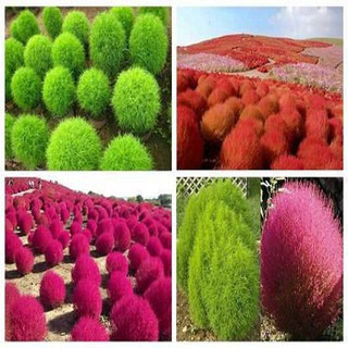Trọn Bộ Sản Phẩm Trồng Hạt Giống Cỏ Đổi Màu + Bộ Hỗ Trợ 3 Viên Nén Và 1 Gói Thuốc Trừ Bệnh