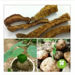 Củ bình vôi (gói 1kg) - LCS163