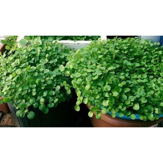 [ Deal 3K ] - 100 hạt giống Cải Xoong ( Hạt giống Thanh Tâm )