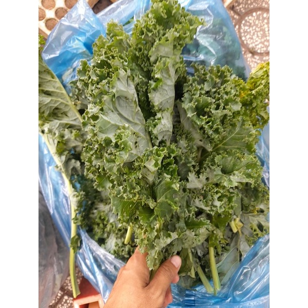 1kg rau kale xoăn xanh trồng hữu cơ tại vườn.