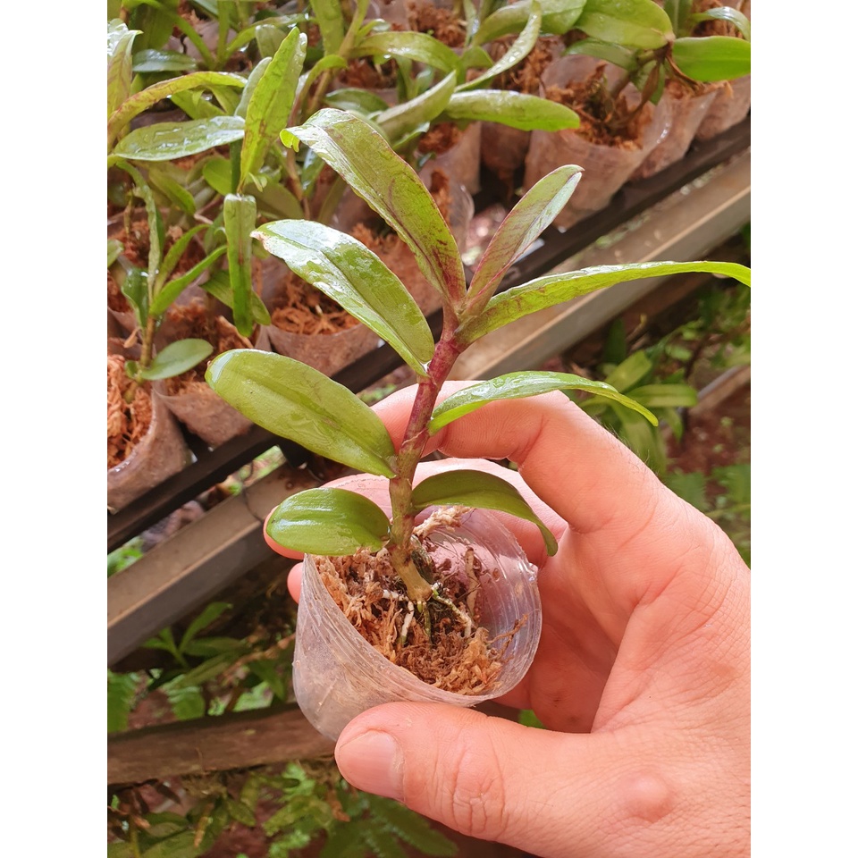 [Ảnh thật] giã hạc mắt mù bao đẹp