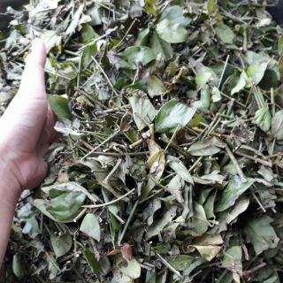 Chè vằng