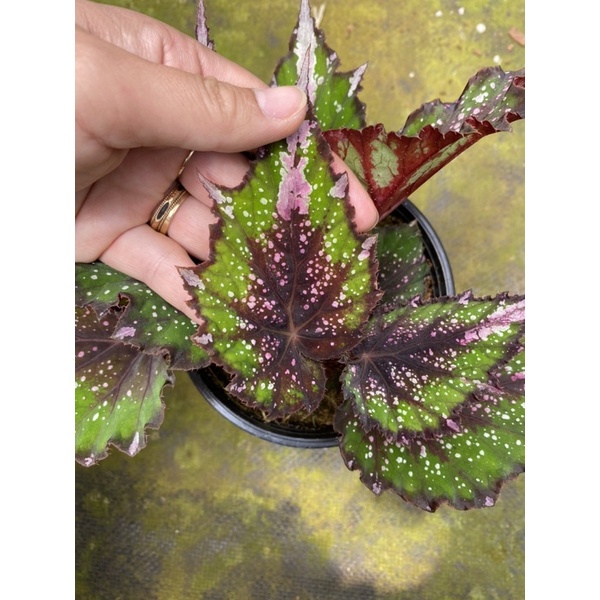 Chậu cứng Begonia rex putz