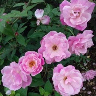 Combo 3 cây hoa hồng quế kép nụ siêu đẹp