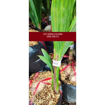CÂY GIỐNG DỪA XIÊM DỨA LÙN . CHUẨN GIỐNG 100%