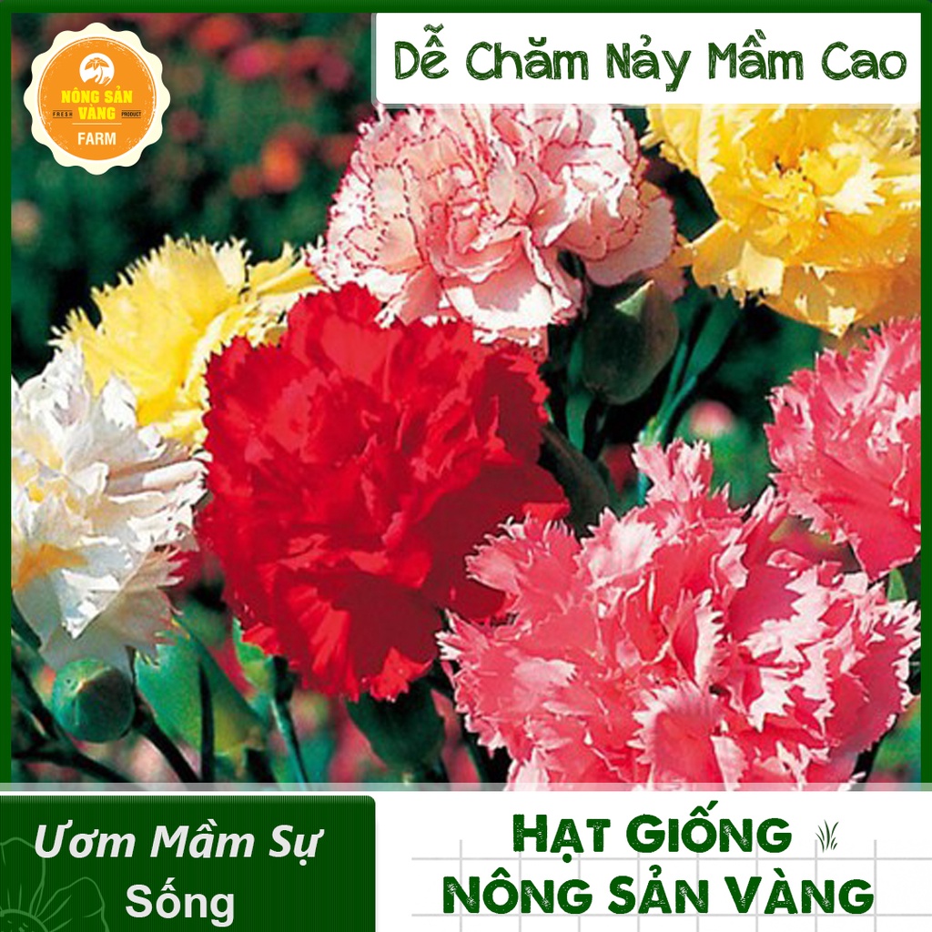 [HCM]Hạt giống Hoa Cẩm Chướng Kép Mix Màu(Gói 100 hạt ) - Nông Sản