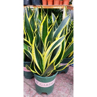 Chậu Lưỡi hổ thái, vàng xanh lá dài - Sansevierias Trifasciata Black Gold