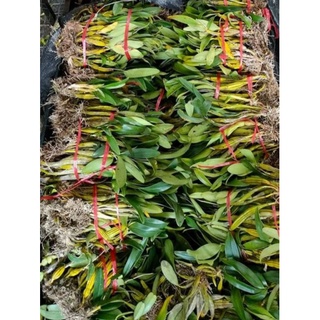 hoàng lạp rừng hoa vàng