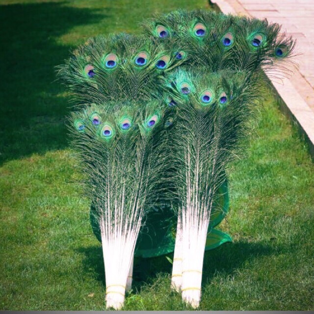 Combo 39 lông công 95-100cm mắt đại | BigBuy360 - bigbuy360.vn