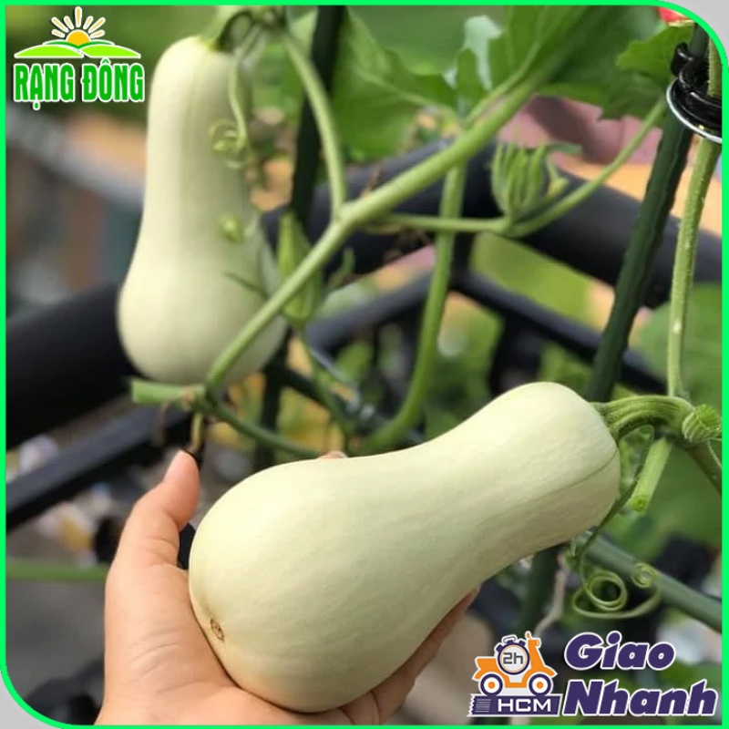 Hạt giống Bí Ngô Mỹ Da Vàng Lai F1 trái to, ruột dẻo, rất thơm, trồng quanh năm - Hạt giống Rạng Đông