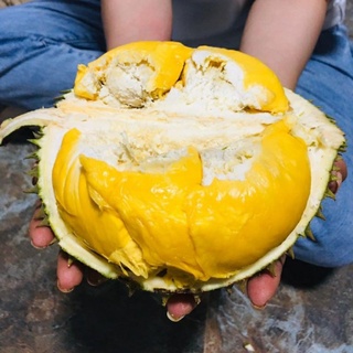 Cây giống sầu riêng óc khỉ