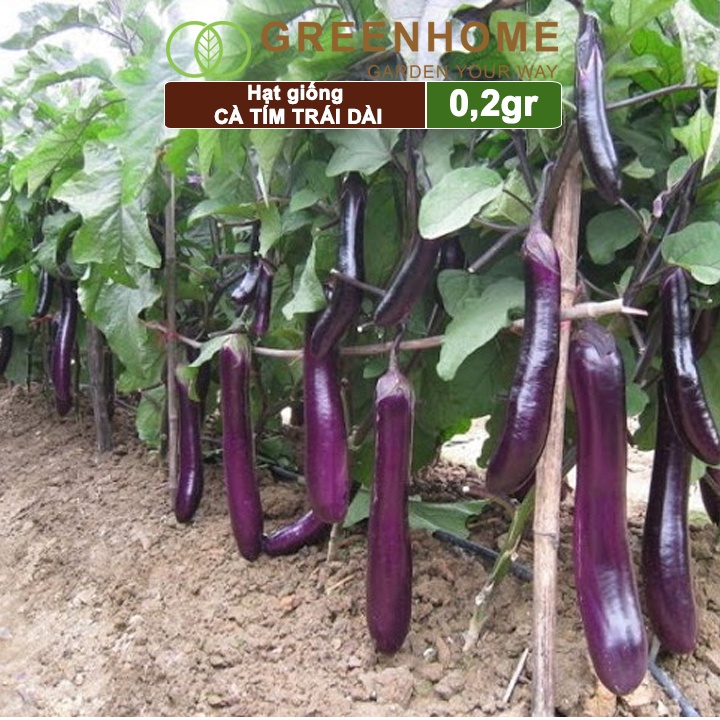 Hạt giống Cà tím trái dài ,gói 0,2gr, dễ trồng, năng suất cao T13 |Greenhome